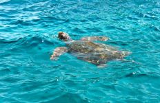 015 TARTARUGA CARETTA CARETTA.jpg
