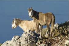 16 MONTE AINOS CAVALLI SELVAGGI.jpg